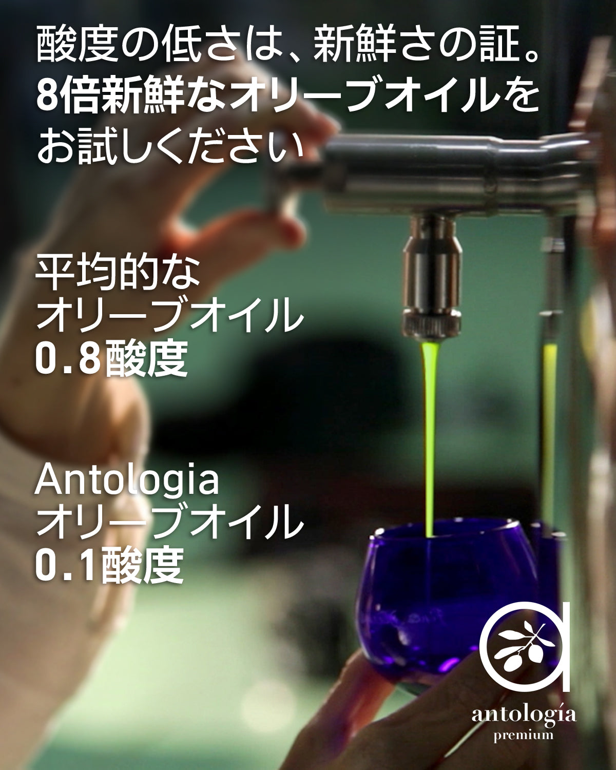 二本セット ピクアル種とアルベキナ種 (アントロジア) オリーブオイル エキストラバージン ポリフェノール3倍. 酸度 0.1. スペイン